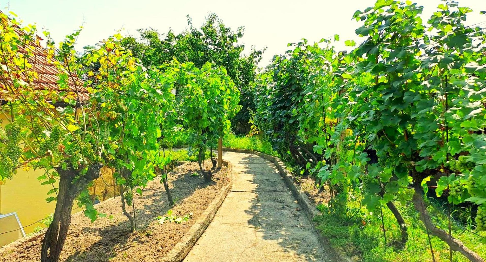 Domek Na Vinohradech Hlohovec Exteriér fotografie