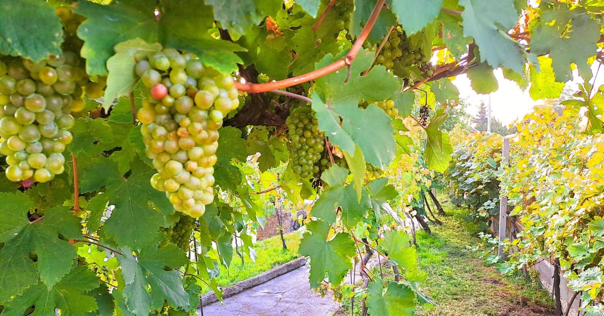 Domek Na Vinohradech Hlohovec Exteriér fotografie