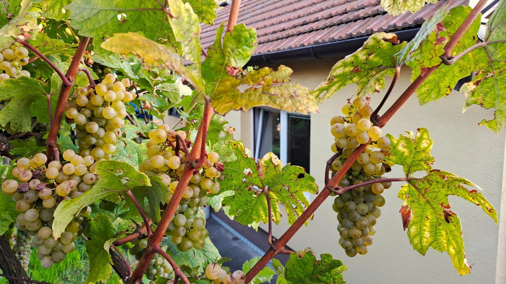 Domek Na Vinohradech Hlohovec Exteriér fotografie